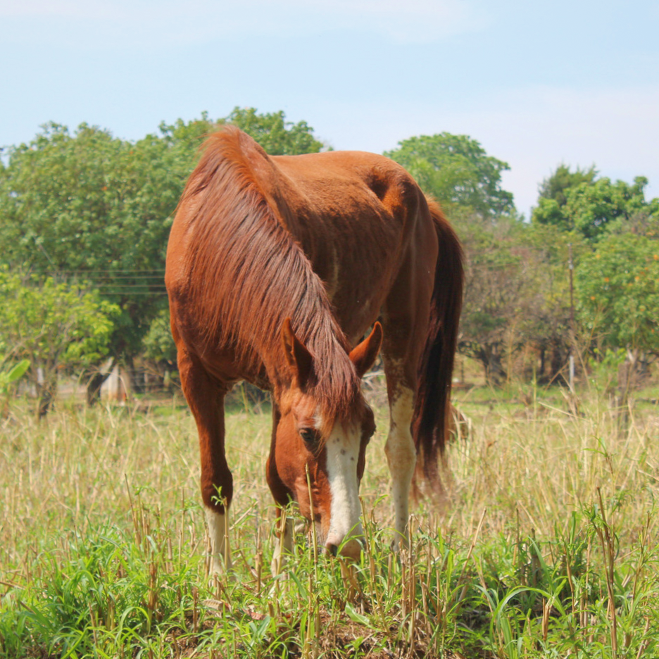 Cavalo