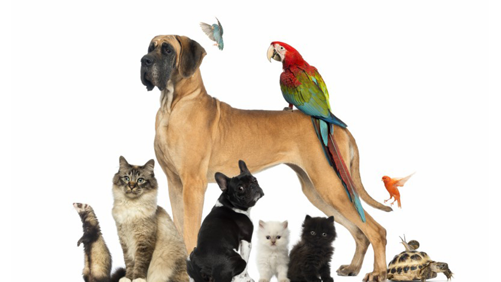 Animais Silvestres e Exóticos