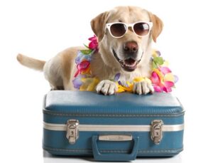 Hotel Pet