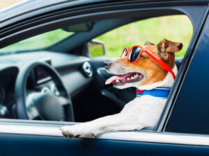 Taxi Dog