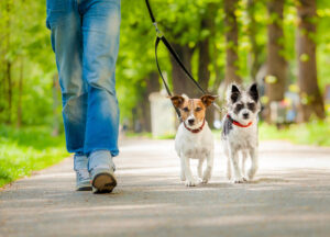 Dog Walker